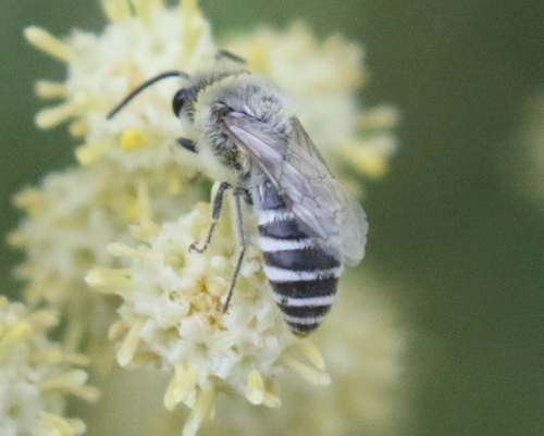 Tansy Mustard Sweat Bee