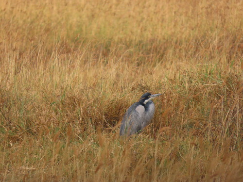 iNaturalist image