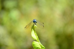 Micrathyria ocellata