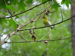 Vireo flavifrons image