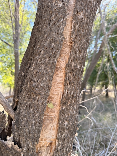 Agrilus observed 2026-10-21