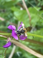 Taeniandrena