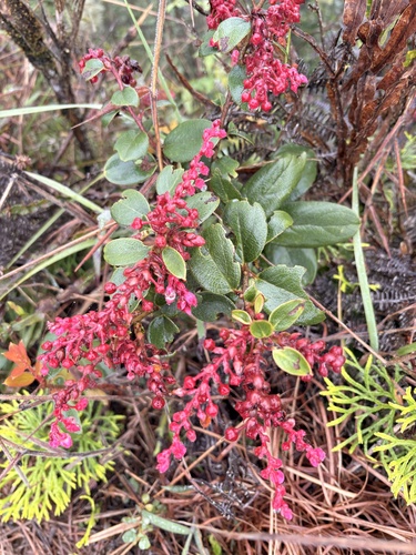 Gaylussacia brasiliensis, 2026-10-20