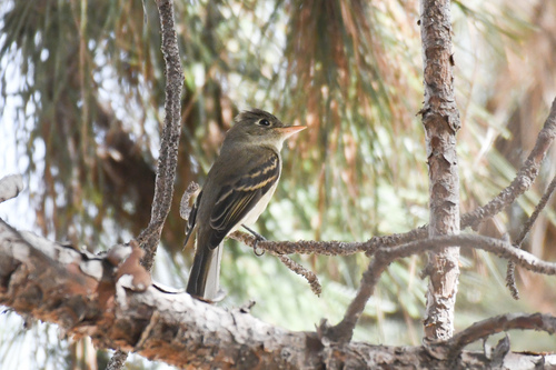 Western Flycatcher