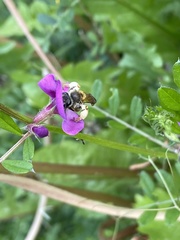 Taeniandrena