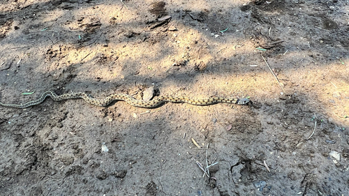 Checkered Garter Snake