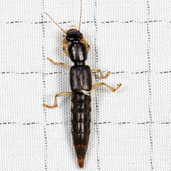 Pinophilus