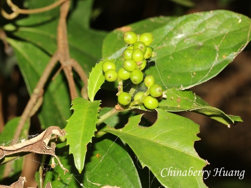 Sarcandra glabra observed 2026-10-18