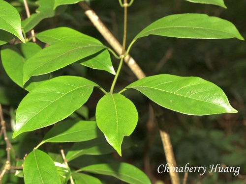 Gynochthodes umbellata observed 2026-10-18