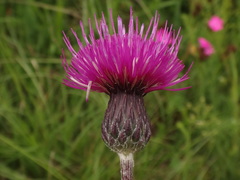 Cirsium pannonicum