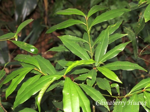 Ardisia quinquegona observed 2026-10-18