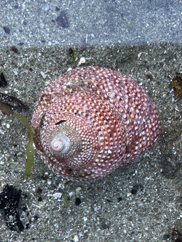 Maurea punctulata observed 2026-10-21