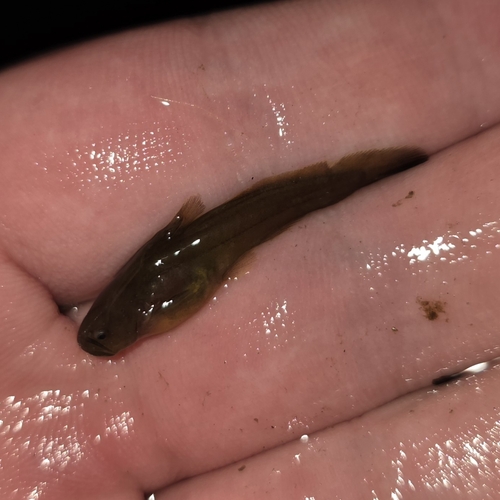Tadpole Madtom