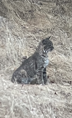 Bobcat seen in Sonoma Valley