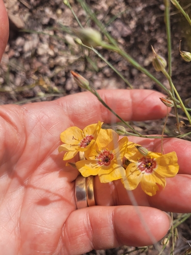 Linum puberulum