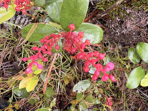 Gaylussacia brasiliensis, 2026-10-20