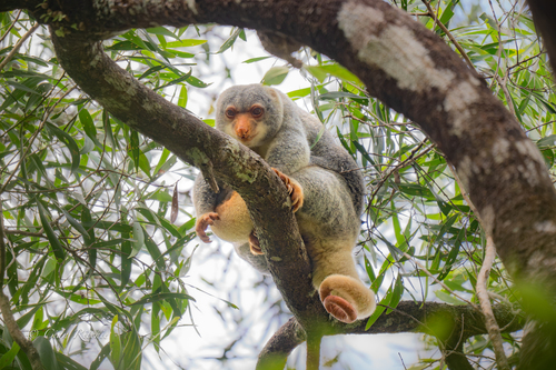 Spilocuscus observed 2026-10-16