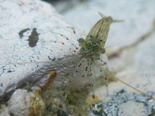 Palaemon affinis observed 2026-09-18