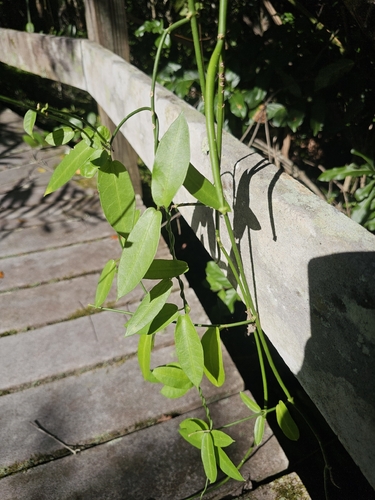 Funastrum clausum, 2026-10-21