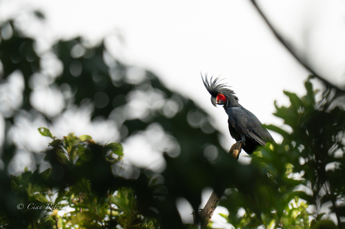 Probosciger aterrimus observed 2026-10-19