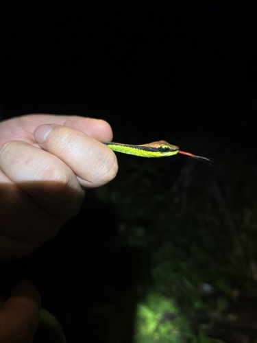 Dendrelaphis formosus observed 2026-10-22