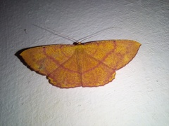 Eumelea rosalia