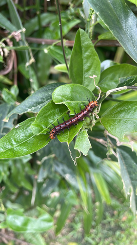 Acraea terpsicore