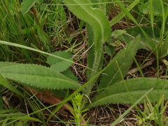 Cirsium pannonicum