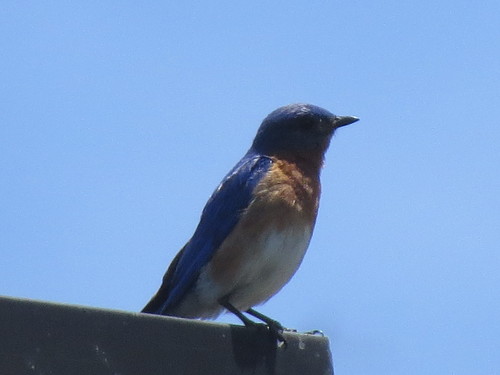 Eastern Bluebird photographed in Connecticut
