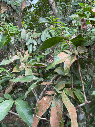 Phaedyma columella