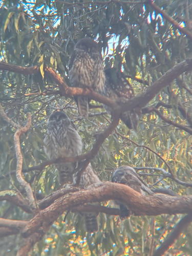 Ninox connivens, 2026-10-09