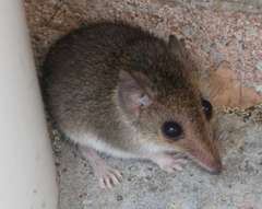 Sminthopsis leucopus