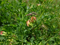 Lotus corniculatus corniculatus