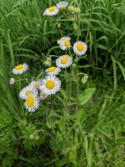 Erigeron philadelphicus