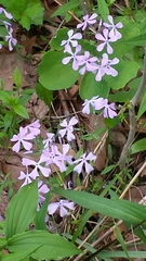 Phlox divaricata divaricata
