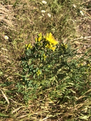 Hypericum perforatum