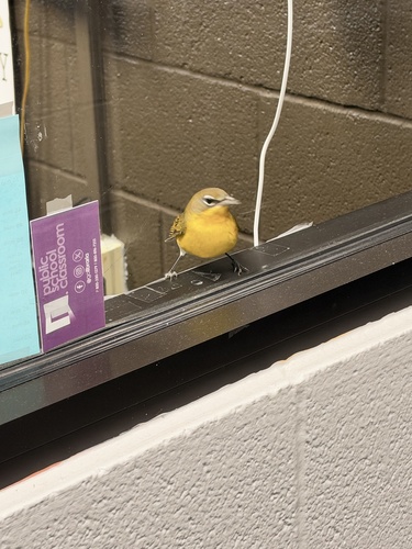 Yellow-breasted Chat