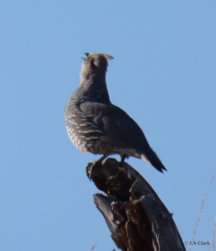 Scaled Quail