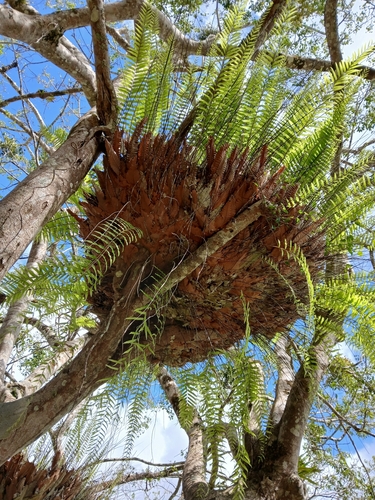 Drynaria rigidula observed 2026-10-22