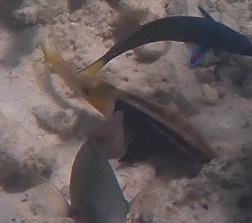 Parupeneus barberinoides observed 2026-10-05