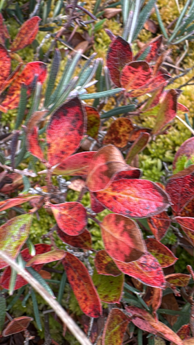 northern dwarf huckleberry