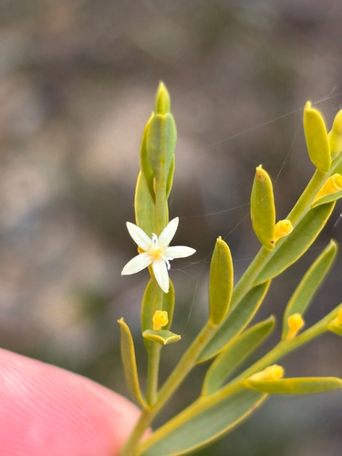 Olax stricta, 2026-10-22