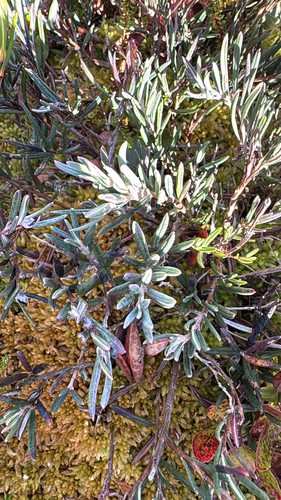Wild Rosemary