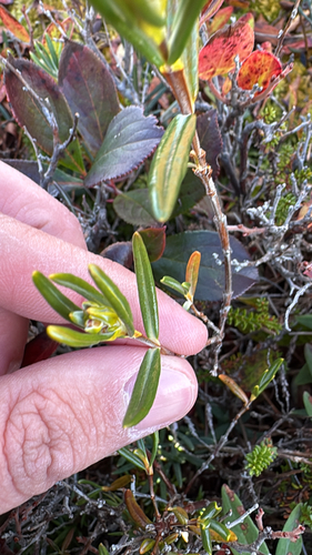 Swamp Laurel