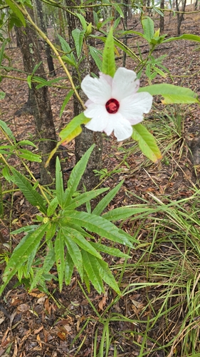 Hibiscus heterophyllus observed 2026-10-22