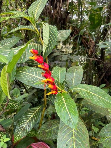Sanchezia oblonga observed 2026-10-21