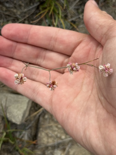 Tall Buckwheat