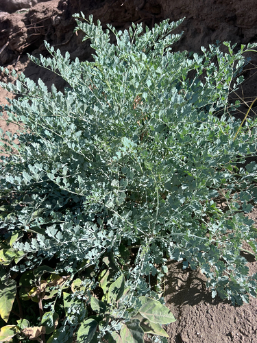 Ehrendorferia chrysantha, 2026-10-21