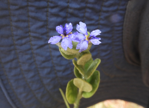 Dampiera ferruginea observed 2026-10-18