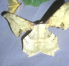 Xylinophylla maculata